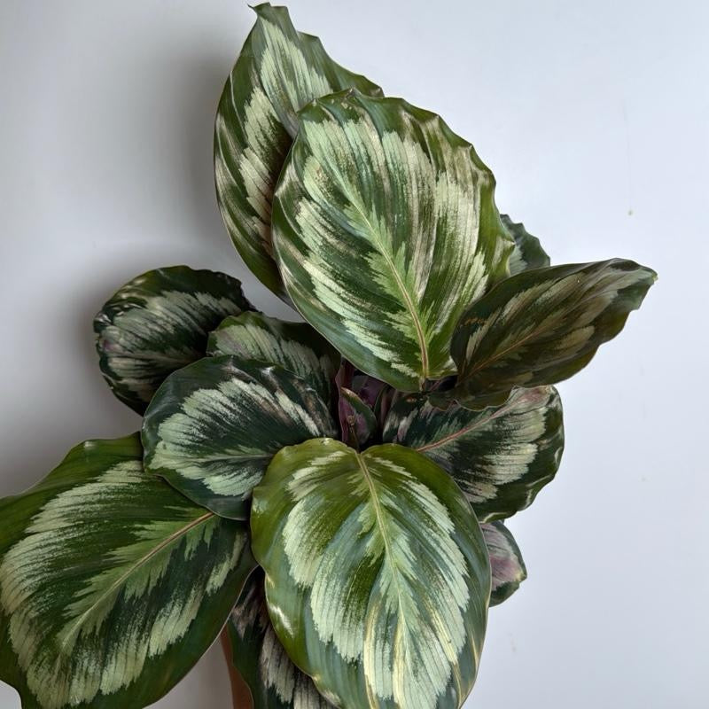 Calathea Roseopicta medallion 6" pot