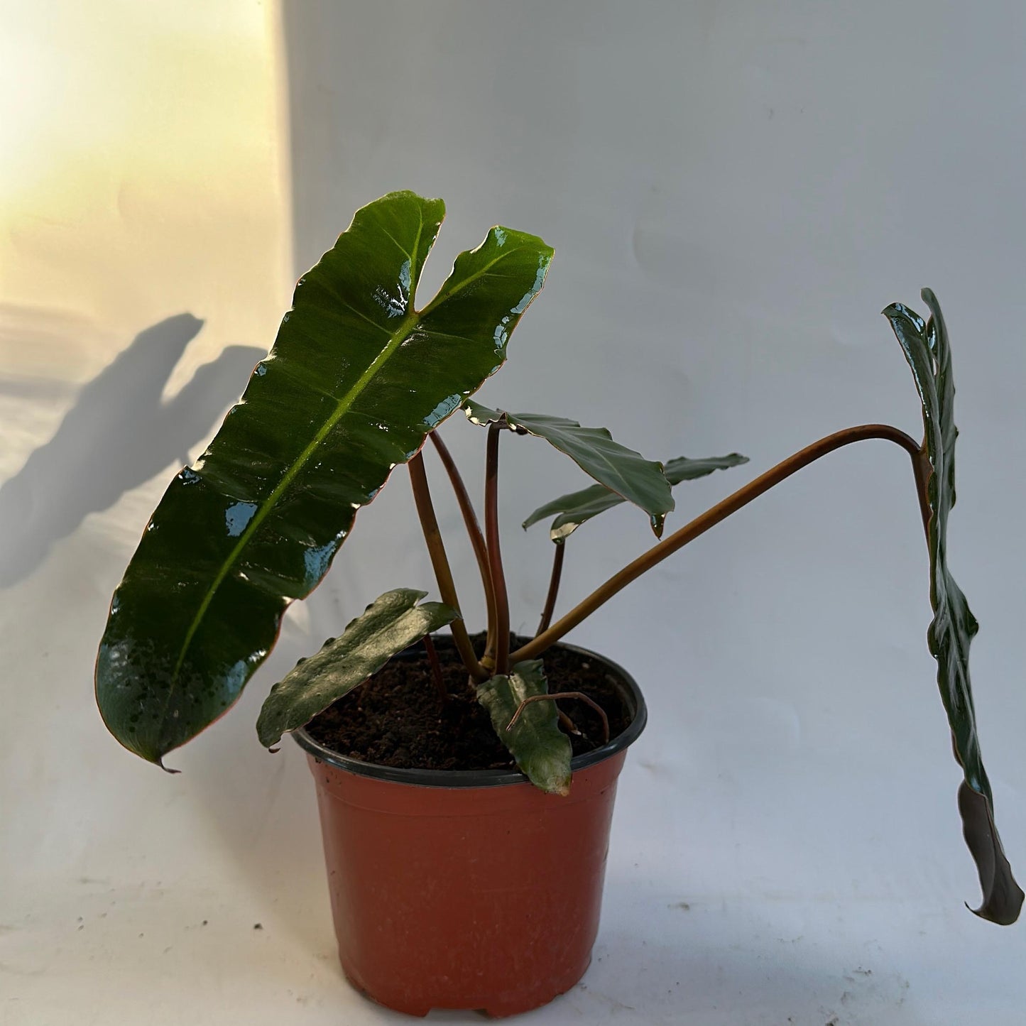 Philodendron Black billietiae Billietiae x Atabapoense 6" pot