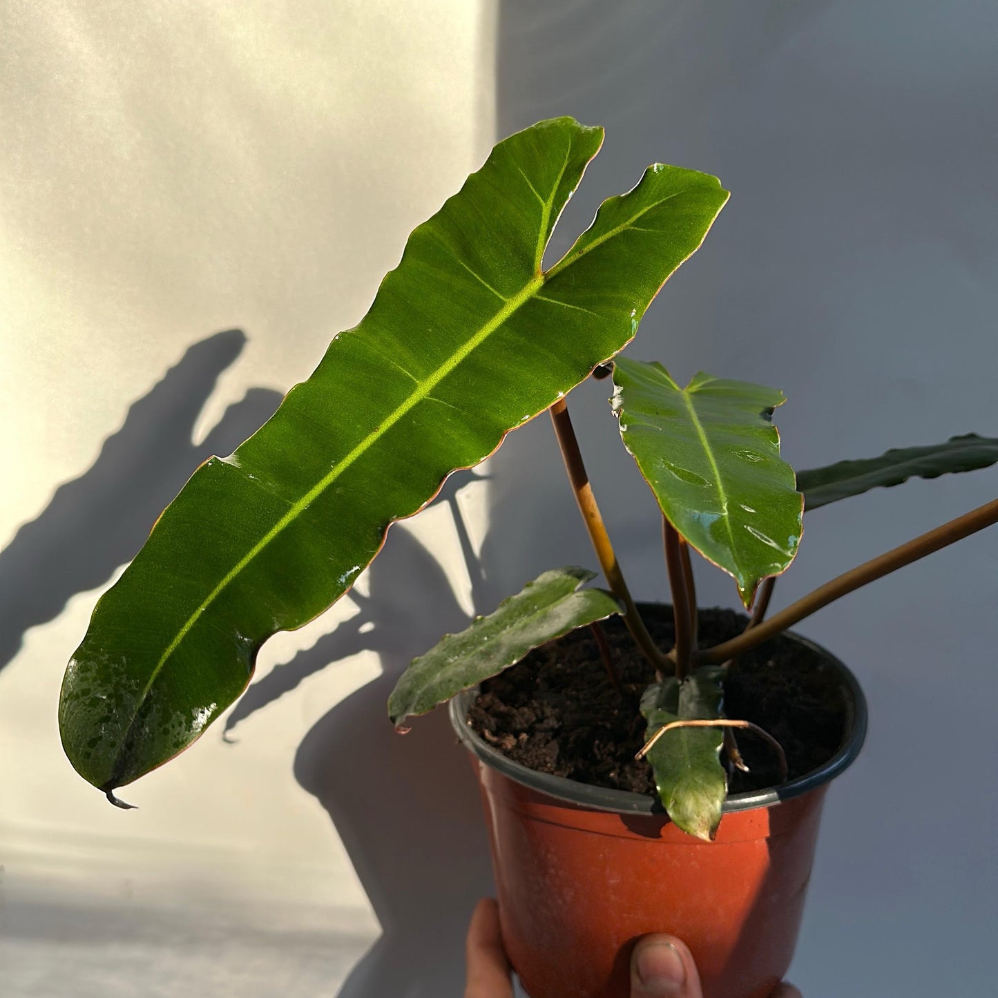 Philodendron Black billietiae Billietiae x Atabapoense 6" pot