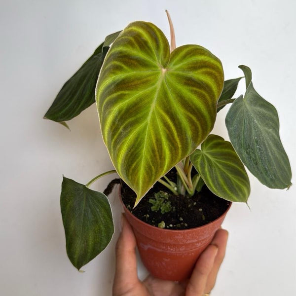 Philodendron Verrucosum