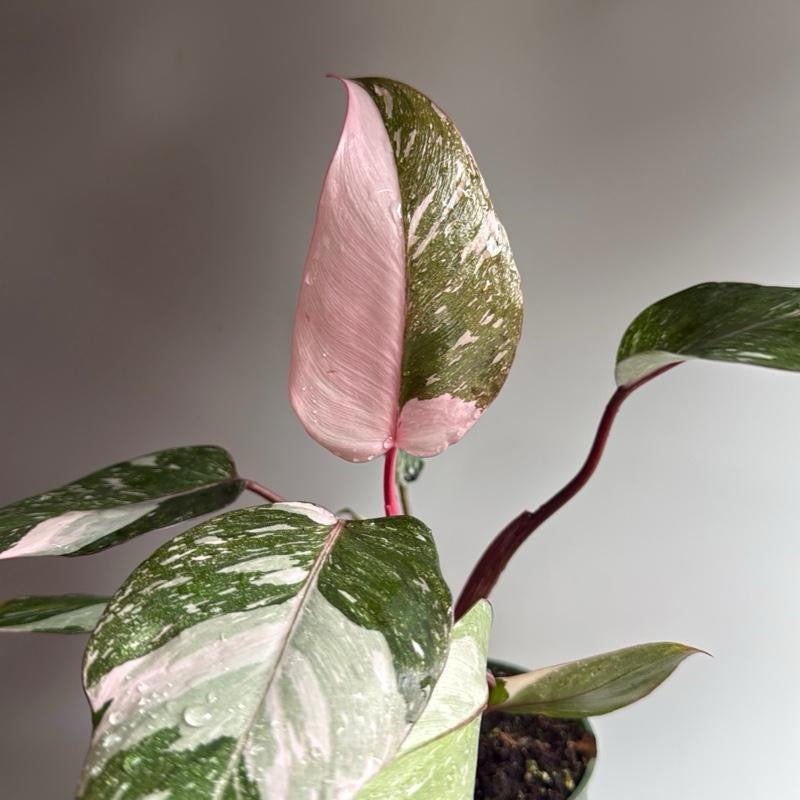 Philodendron pink princess 4" pot