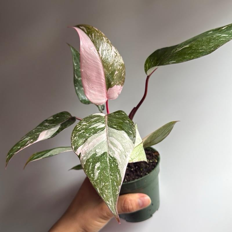 Philodendron pink princess 4" pot