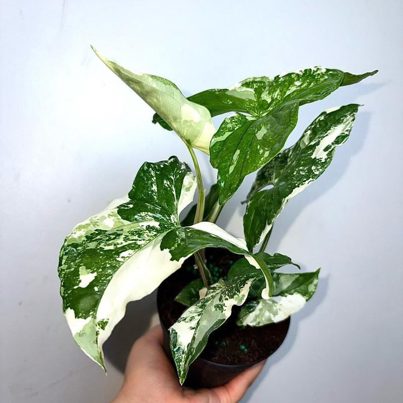 Syngonium Albo 4" Pot