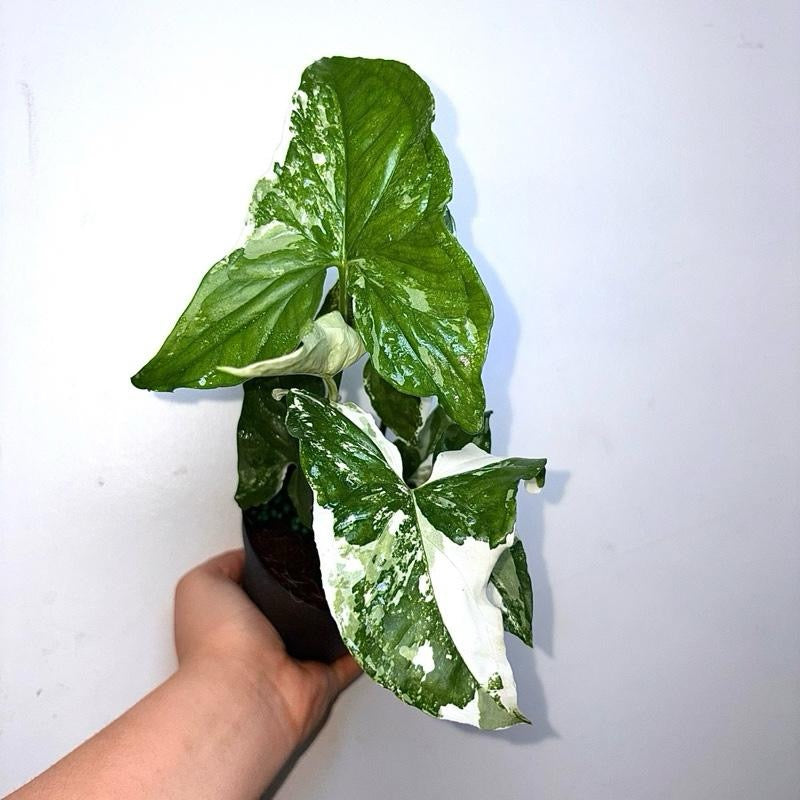 Syngonium Albo 4" Pot