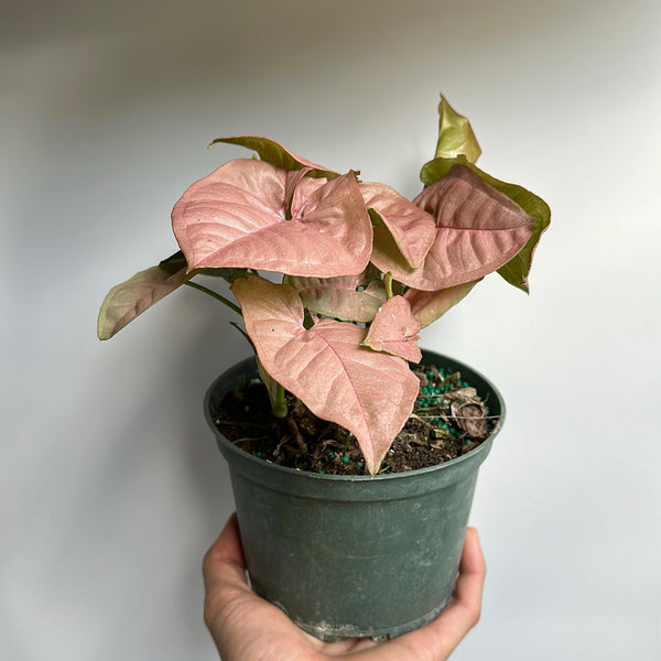 Syngonium Neon Pink 6" pot