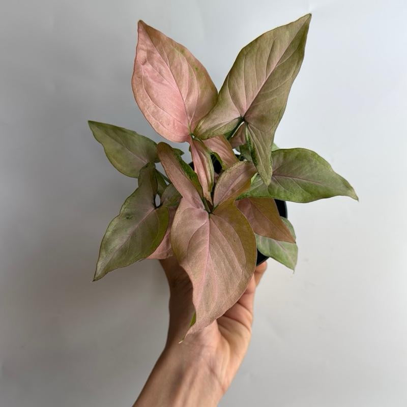 Syngonium Pink Perfection 4" pot
