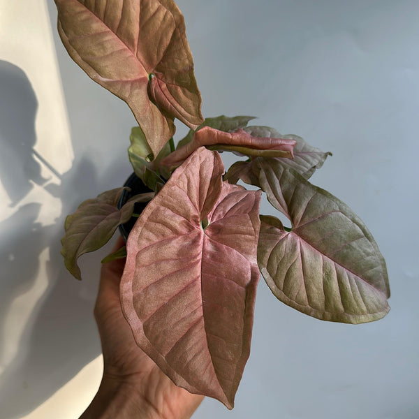Syngonium Neon Pink