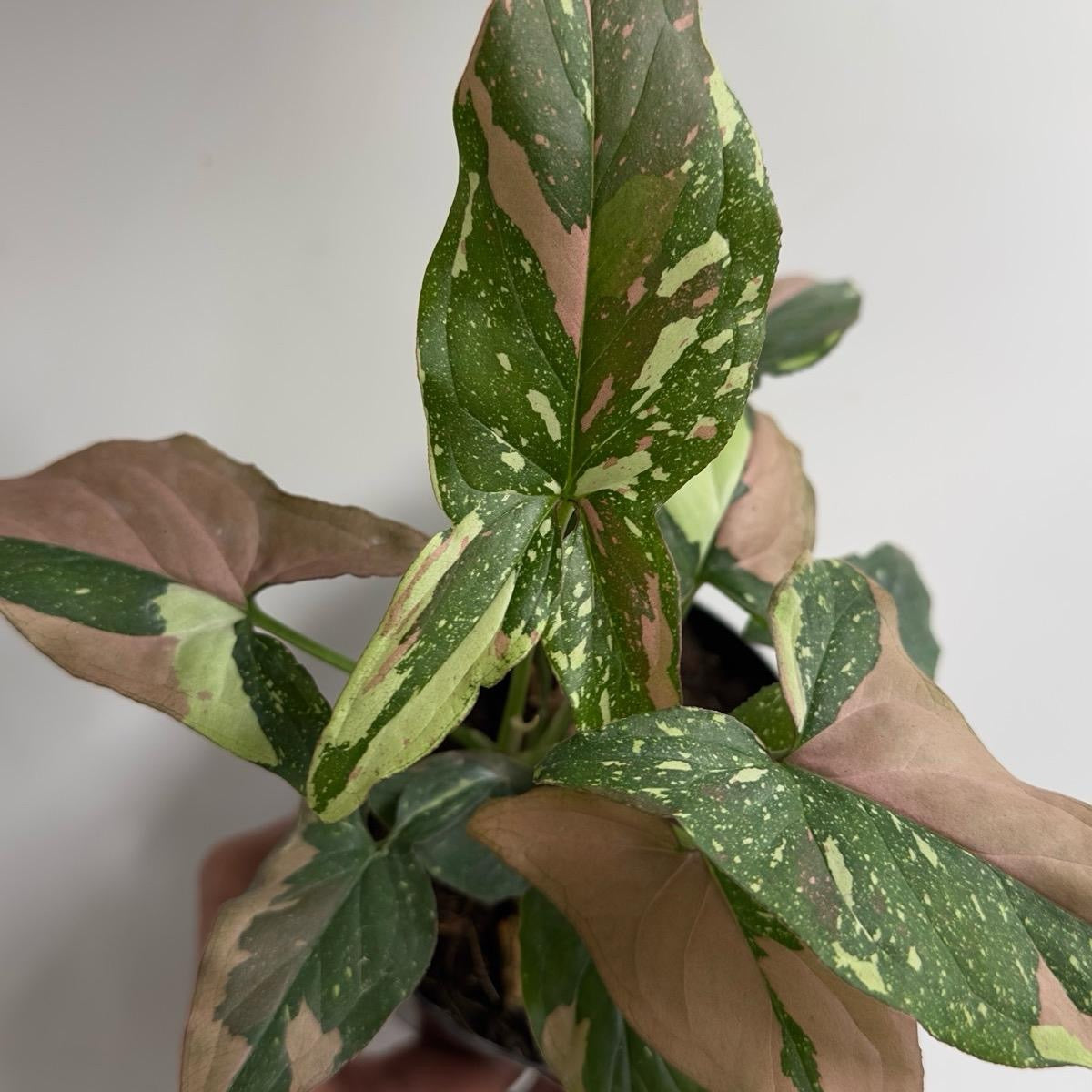 Syngonium Red spot Tricolor 4" pot