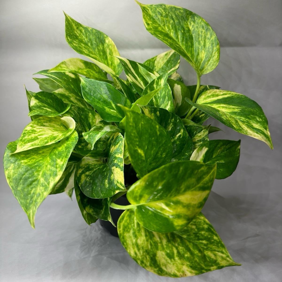 Hawaiian Pothos 6" pot