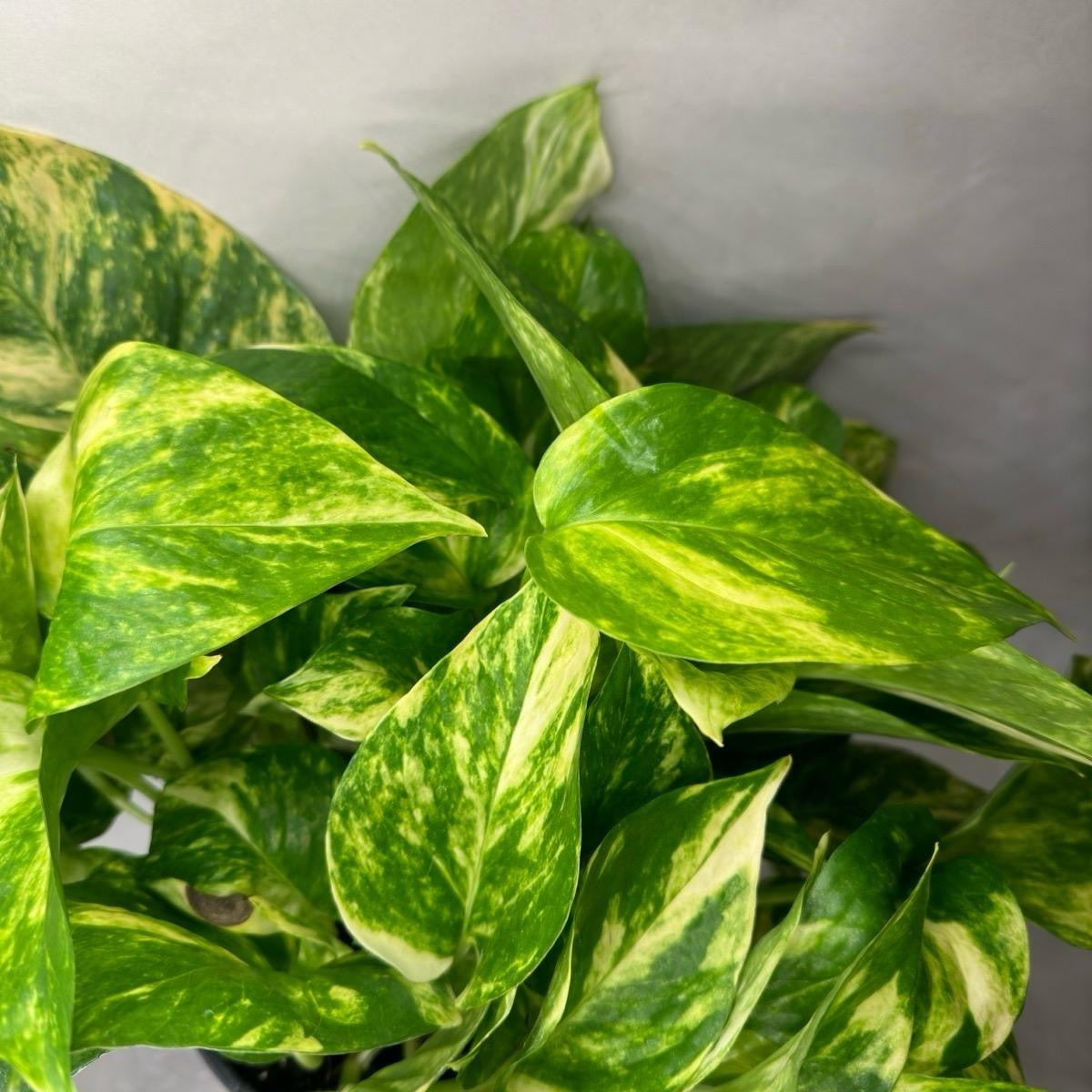 Hawaiian Pothos 6" pot