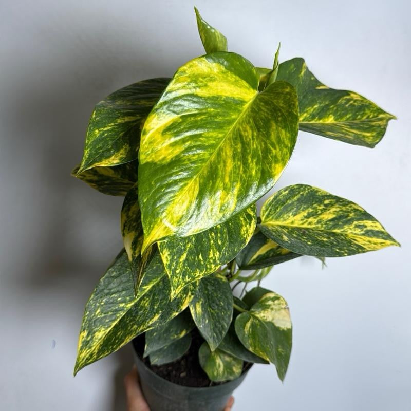 Hawaiian Pothos 6" pot