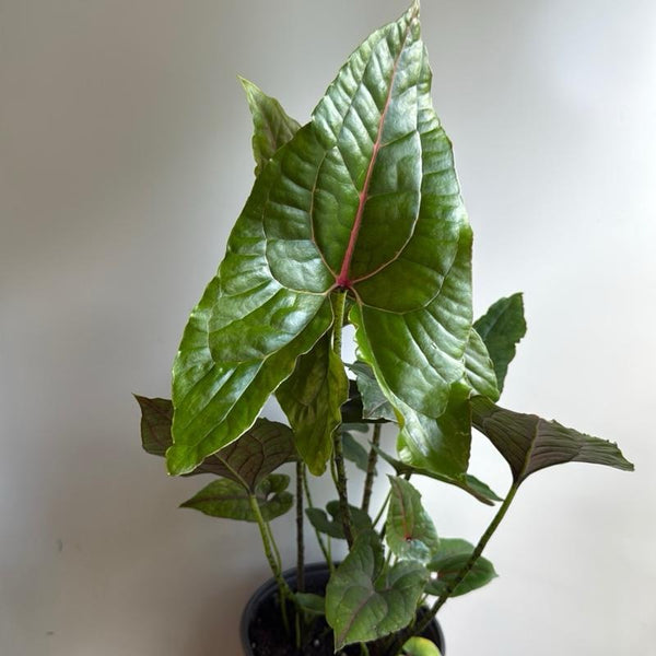 Cytrosperma Johnsoni