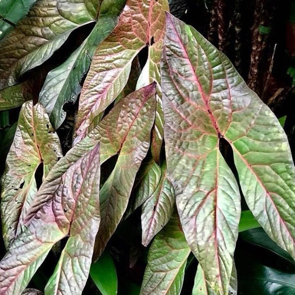 Cytrosperma Johnsoni