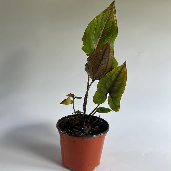 Cytrosperma Johnsoni