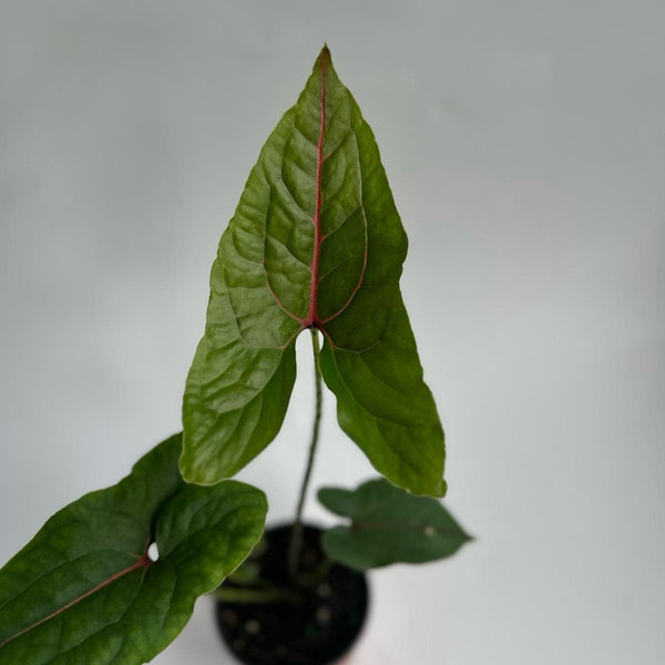 Cytrosperma Johnsoni