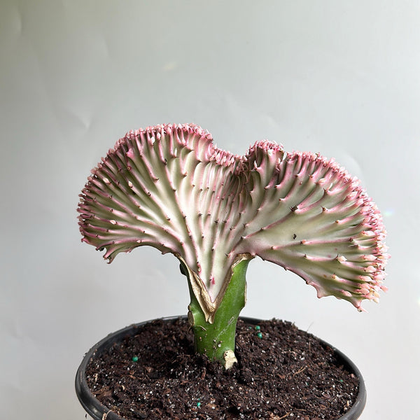Mermaid Tail Cactus