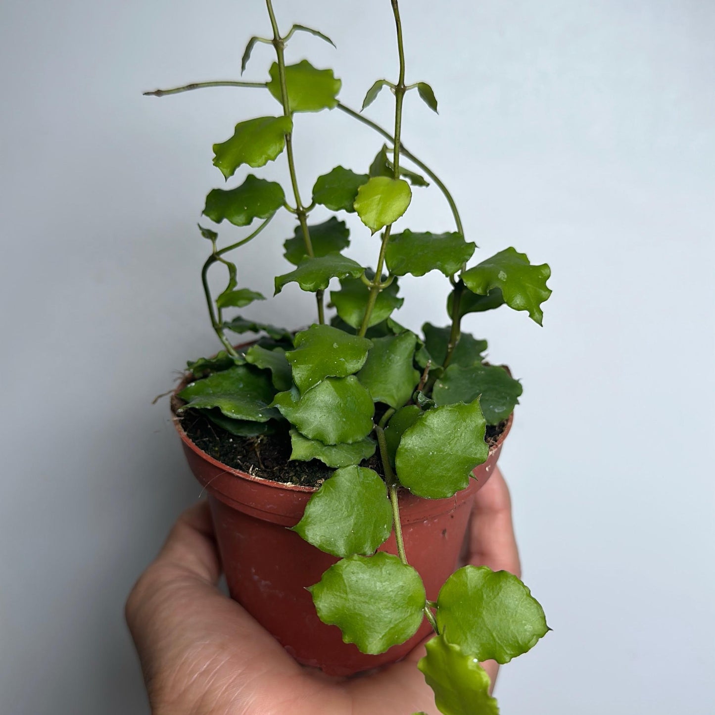 Hoya Endauensis 4" pot