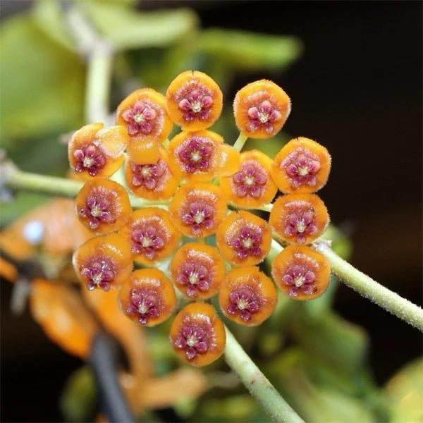 Hoya Endauensis 4β pot