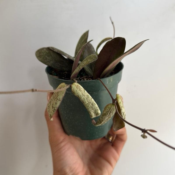 Hoya Sigilatis 'Borneo' 4β pot