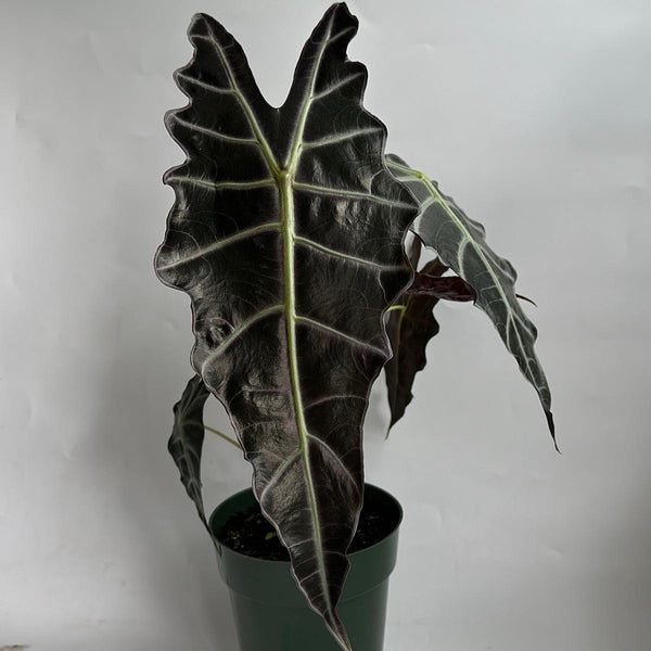 Alocasia x Amazonica 'Purpley'