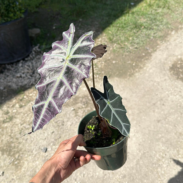 Alocasia x Amazonica 'Purpley'