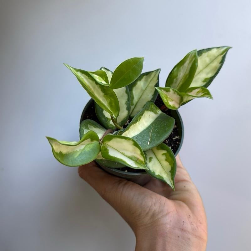 Hoya Krimson Princess 4” pot