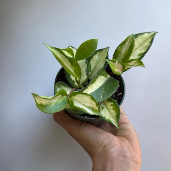 Hoya Krimson Princess 4β pot