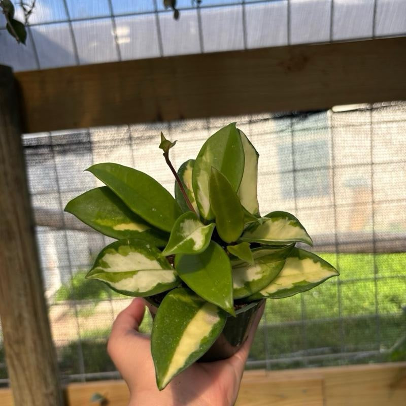Hoya Krimson Princess 4” pot