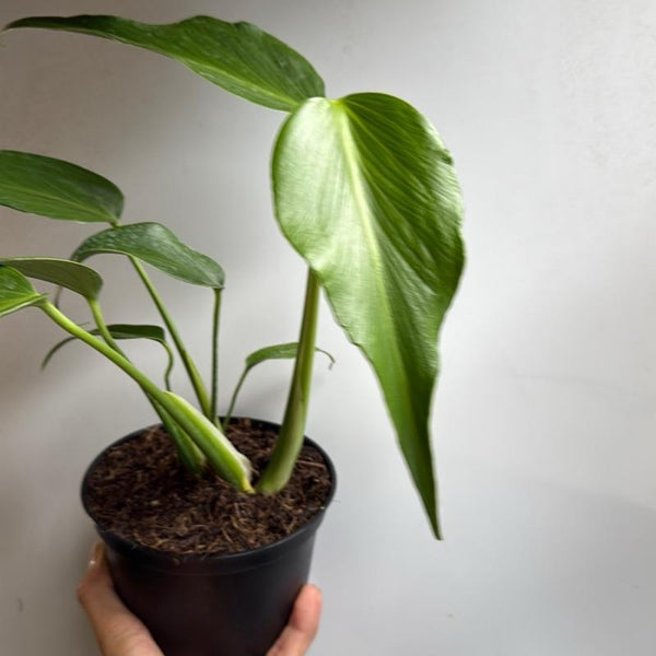 Monstera Burle Marx Flame