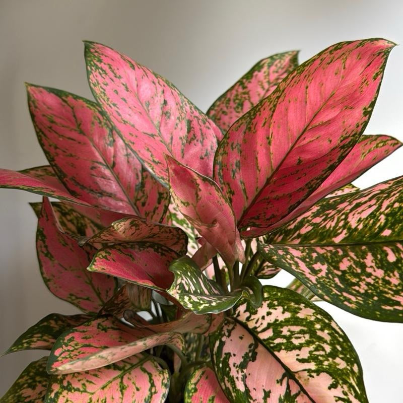 aglaonema anyamanee pink Runo Plants | Indoor Plants
