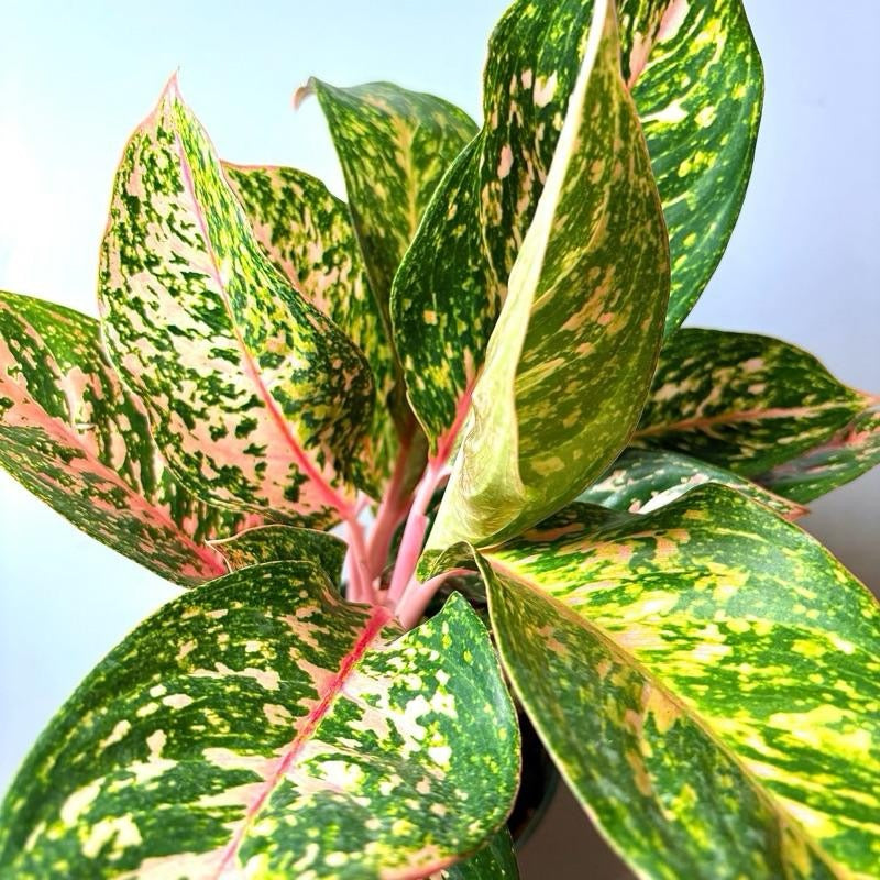 Chinese evergreen Pink starlight 6" pot