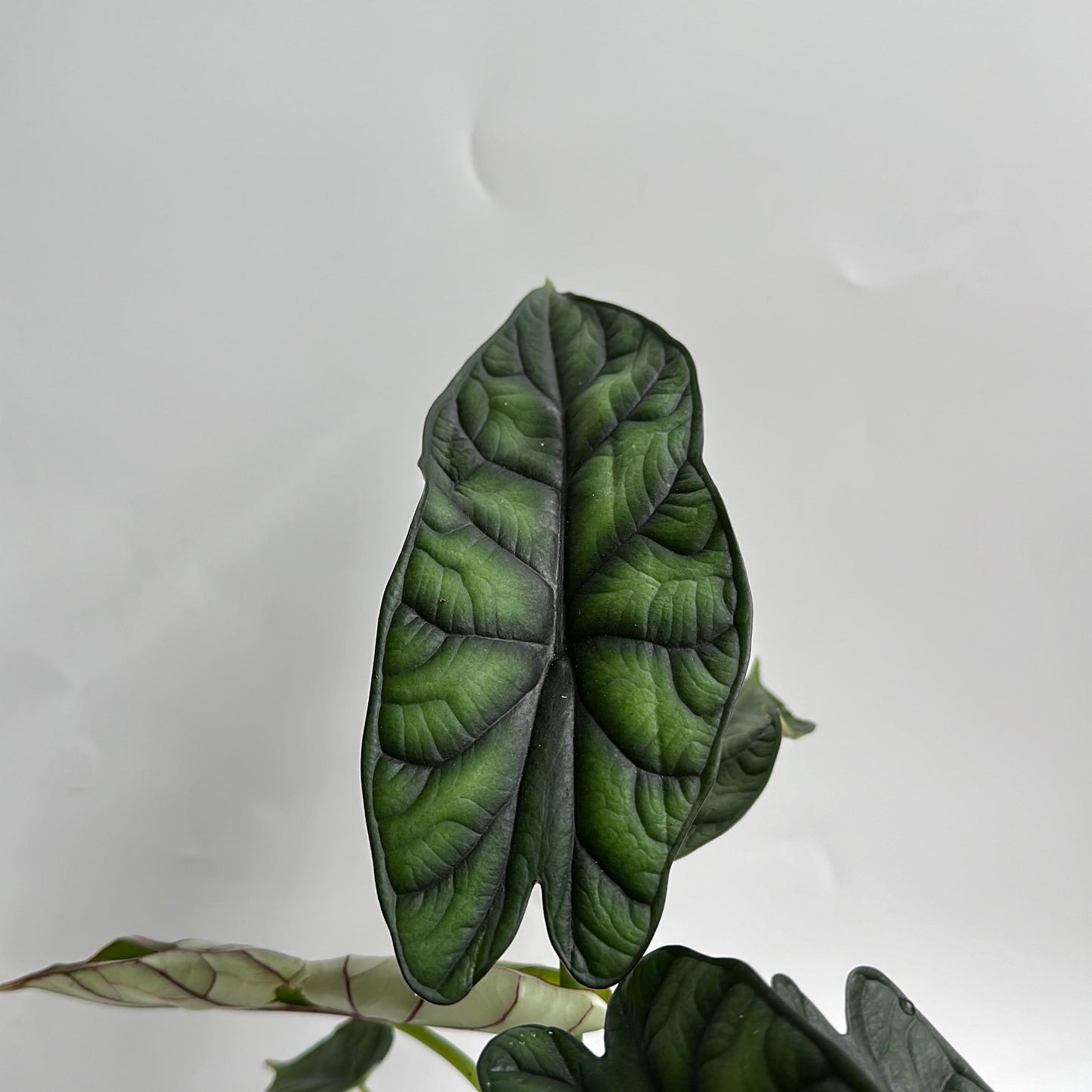 Alocasia Baginda Dragon Scale 6" Pot
