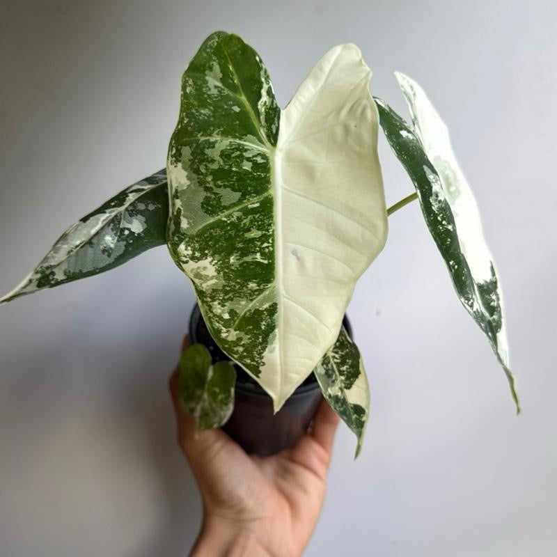 Variegated Alocasia Frydek 4" Pot