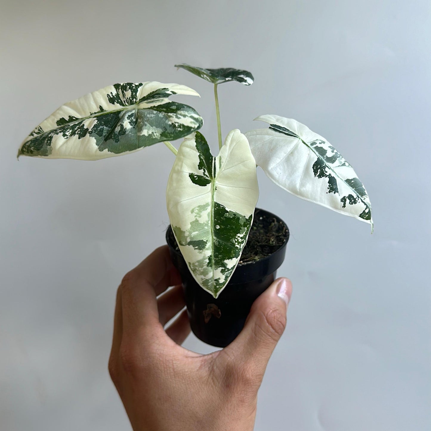 Variegated Alocasia Frydek 4" Pot