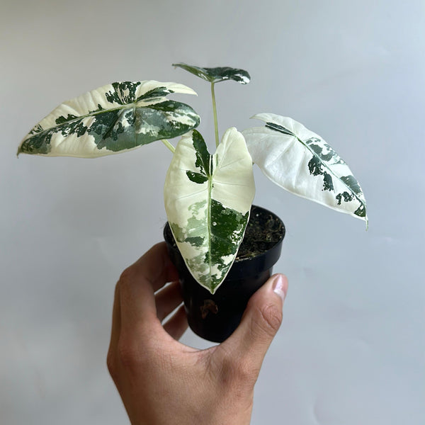 Variegated Alocasia Frydek