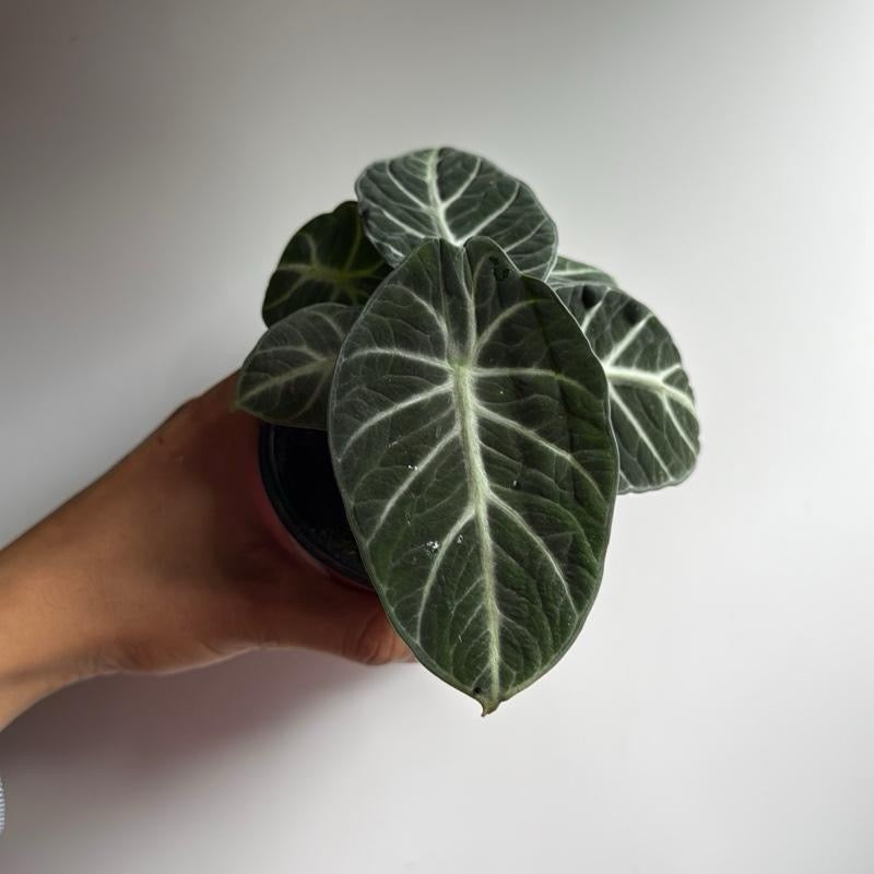 Alocasia Ninja 4" pot