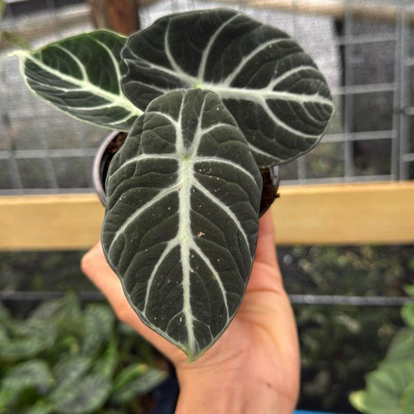 Alocasia Ninja 4" pot