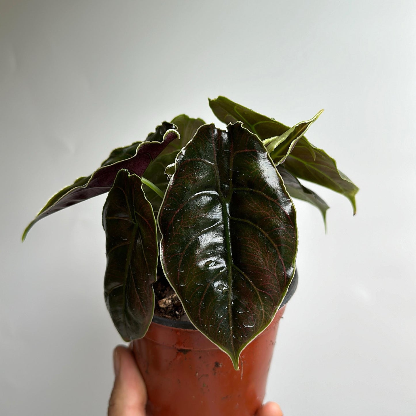 Alocasia azlanii 4" pot