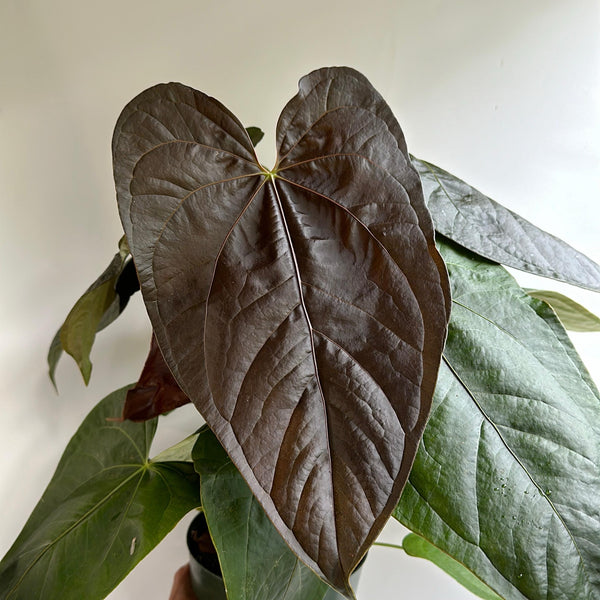 Anthurium Queen of Hearts