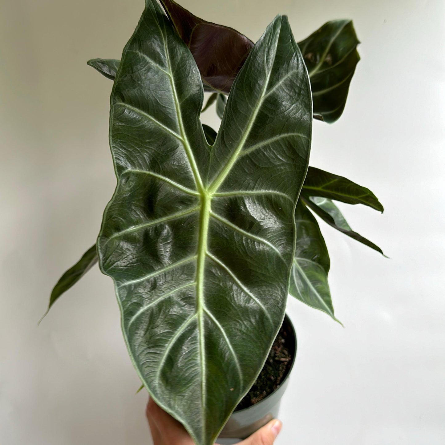 Alocasia Morroco 6" pot