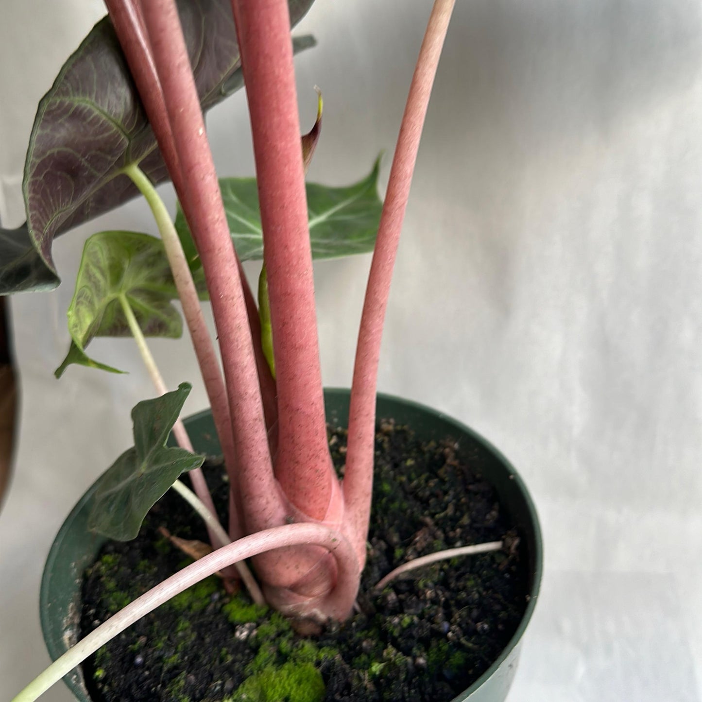 Alocasia Morroco 6" pot