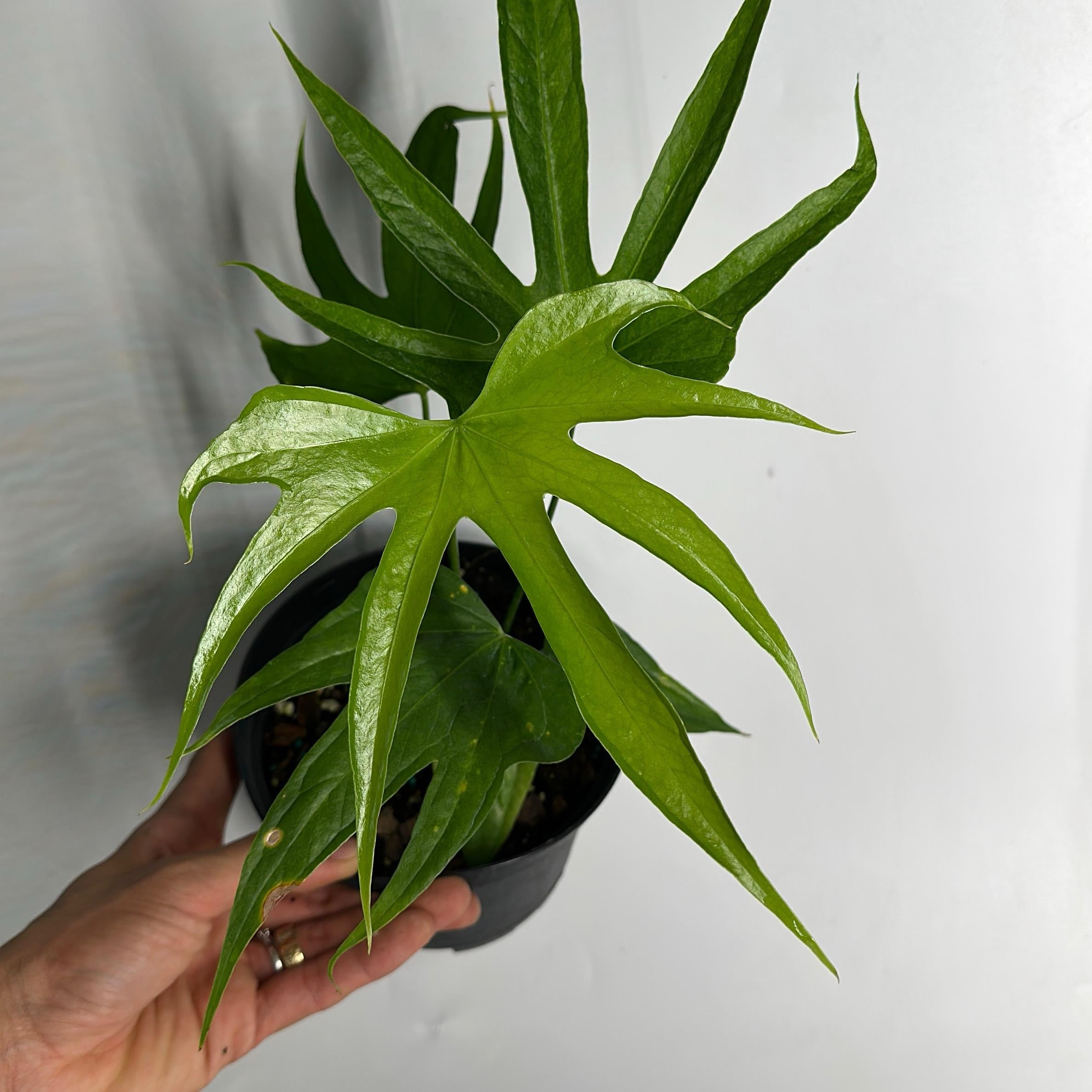 anthurium pedatoradiatum fingers Runo Plants | Rare & Collectors’ Plants