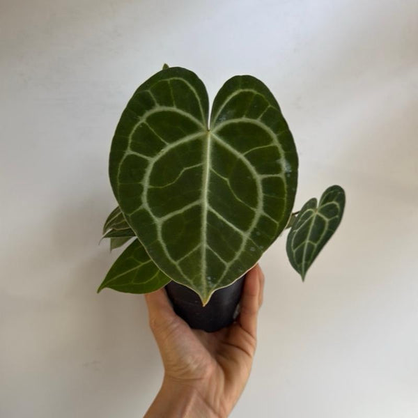 Anthurium King Clarinervicum