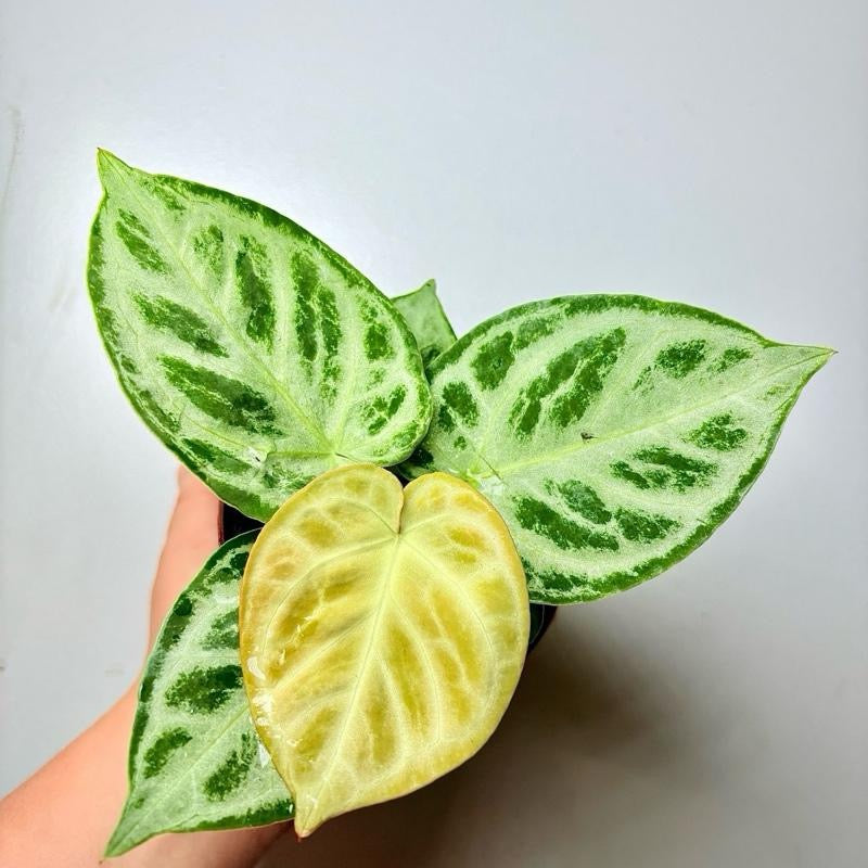 Anthurium Dorayakii Silver Blush 4 Pot
