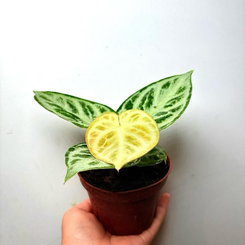 Anthurium Dorayakii Silver Blush 4 Pot