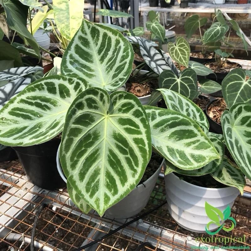 Anthurium Dorayakii Silver Blush 4 Pot