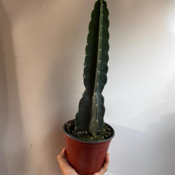 Cuddly Cactus