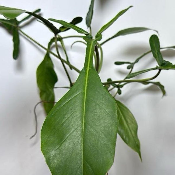 Philodendron Praying Mantis (Philodendron Joepii) 4" Pot