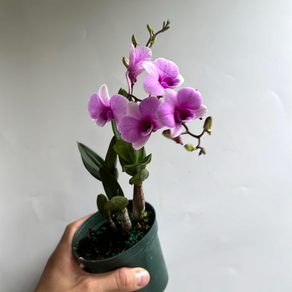 Pink Mini Orchids