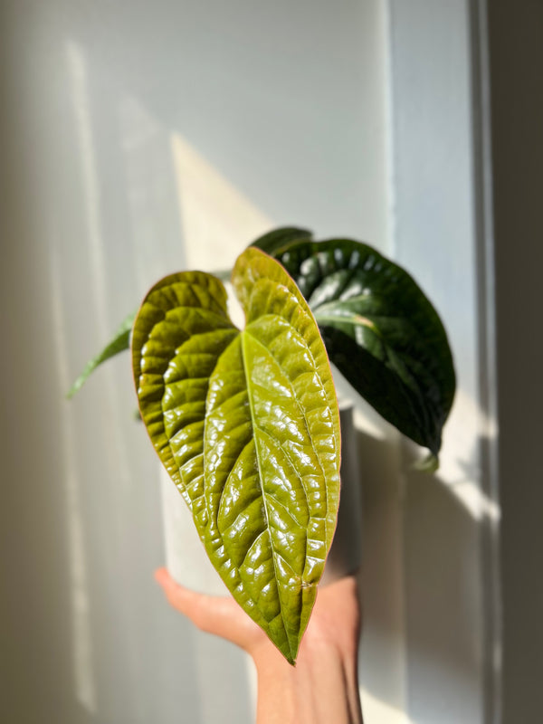 Anthurium Radicans x Luxurians